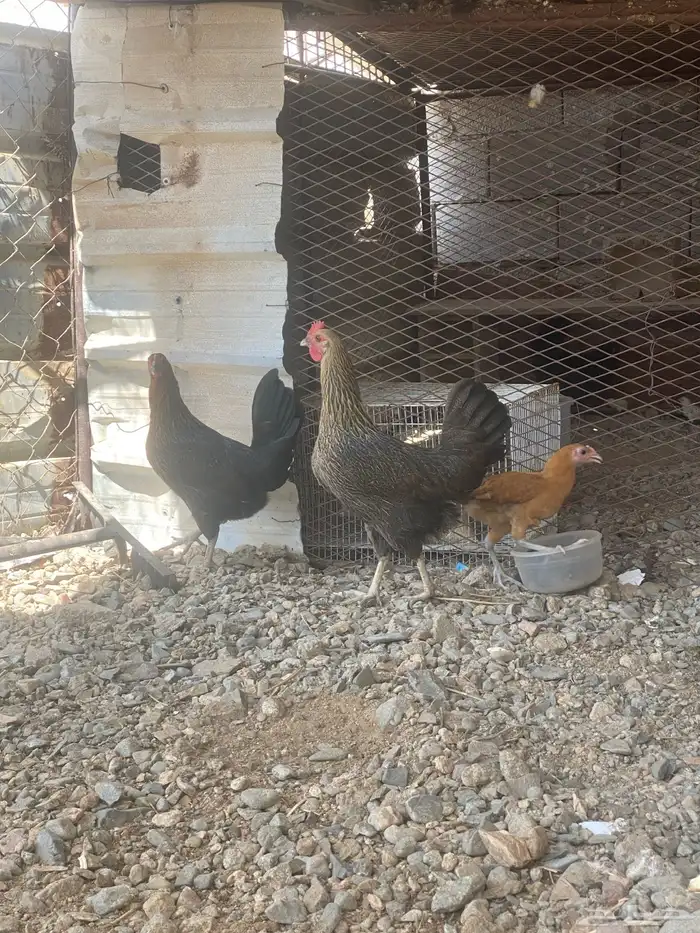 دجاج للبيع 3