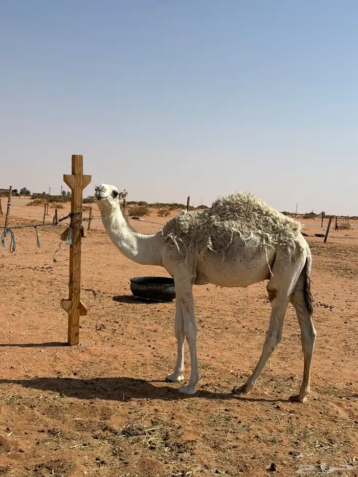 قعود للبيع 4