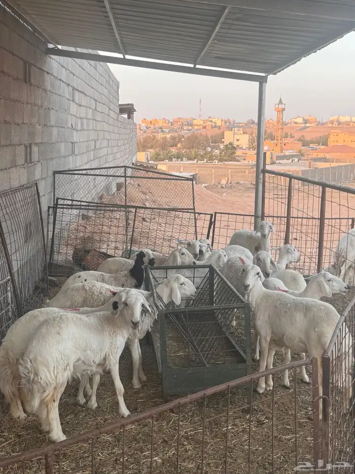 للبيع حريات جذعات مضاريع 0