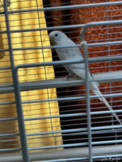 Australia parrot for sale index