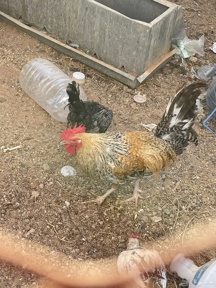 دجاج مع فروج 8