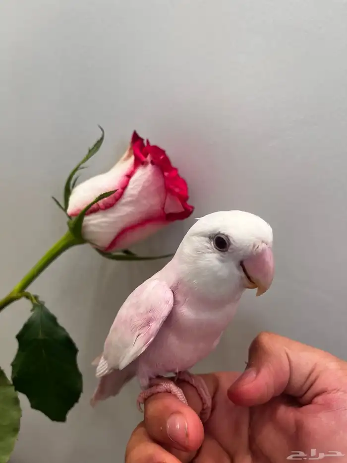 روز اليف لون وردي 2