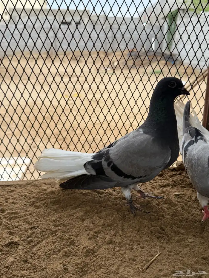 زوج نوري شامي بانتاجه 4