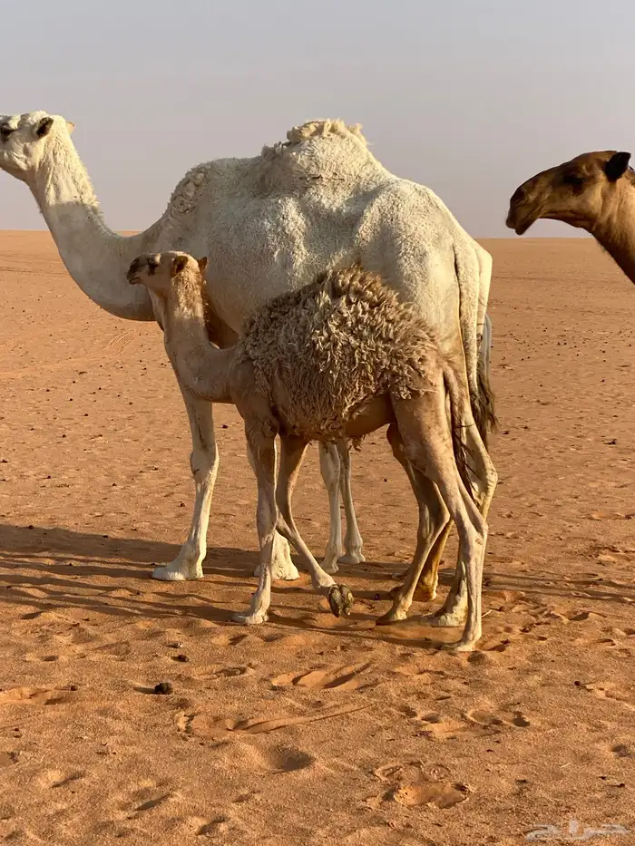 حوار لباني 0