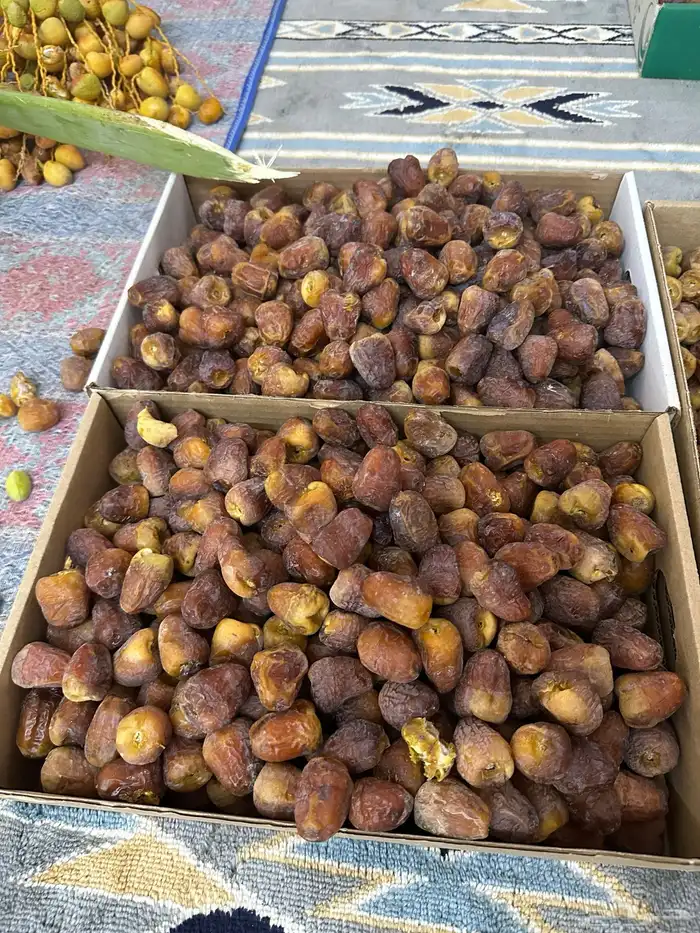 تمر سكري و برحي غير مفروز 4