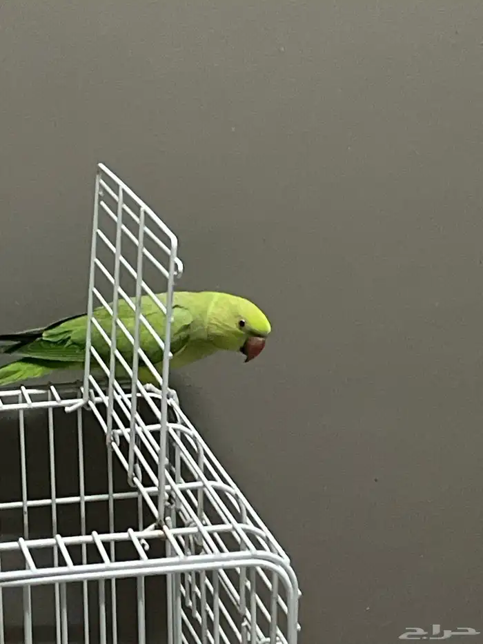 انثى درة منتجه 1