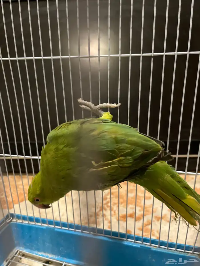 ببغاء الدره 0
