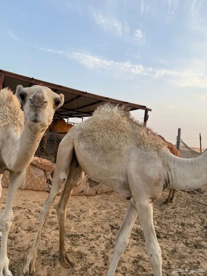 ثلاث قعدان فاخرة 0