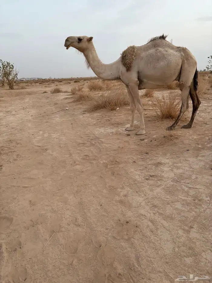 ست عشاير صوالح على جميع الشروط 4