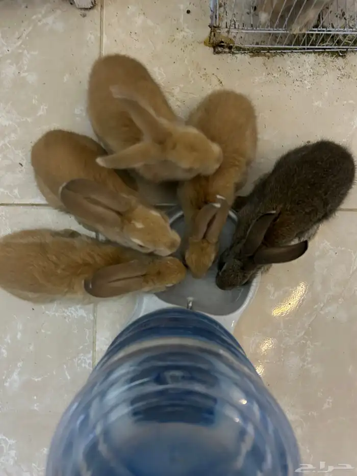 أرنب صغار للبيع 4