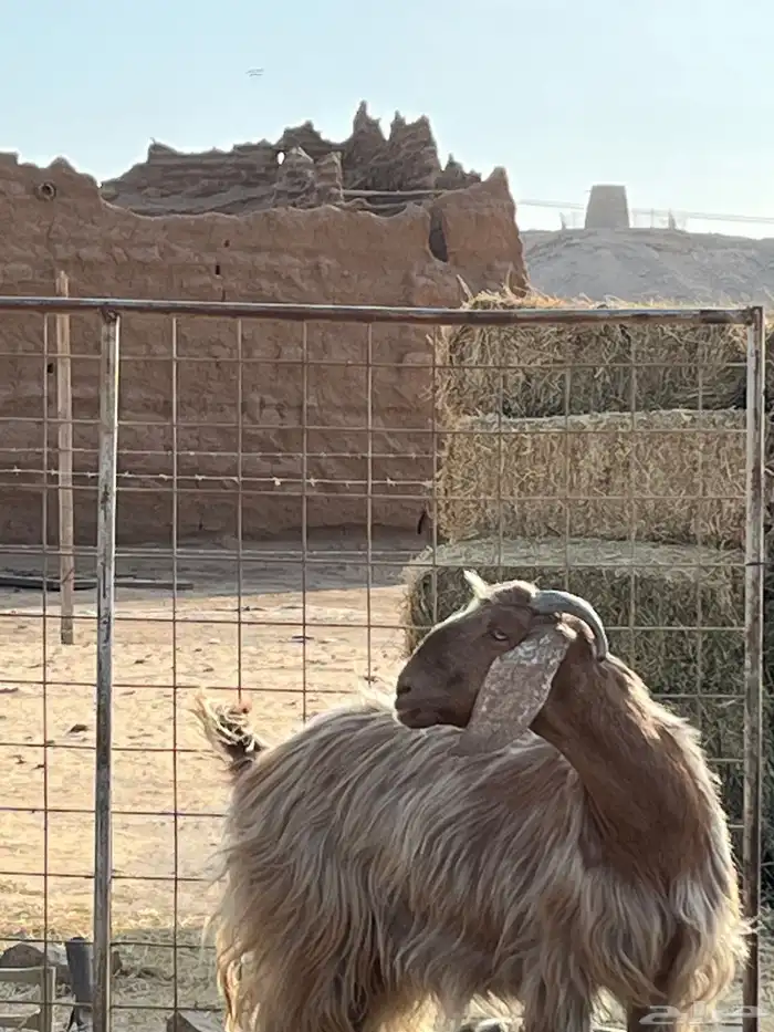عنز دافع 3
