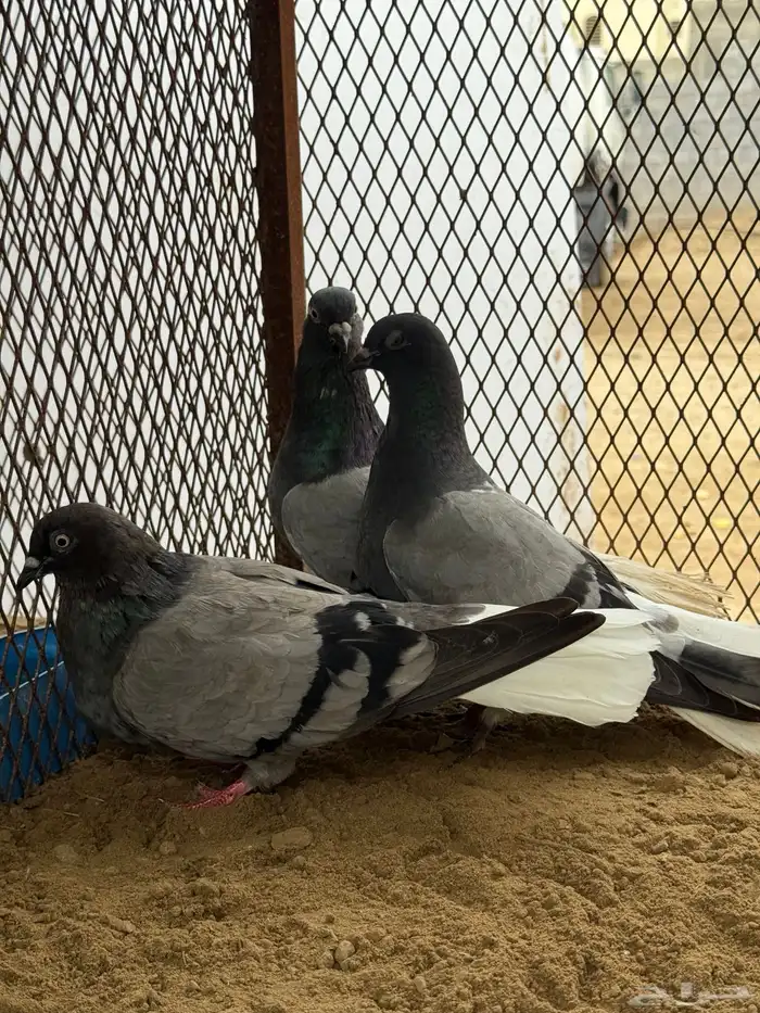 زوج نوري شامي بانتاجه 5