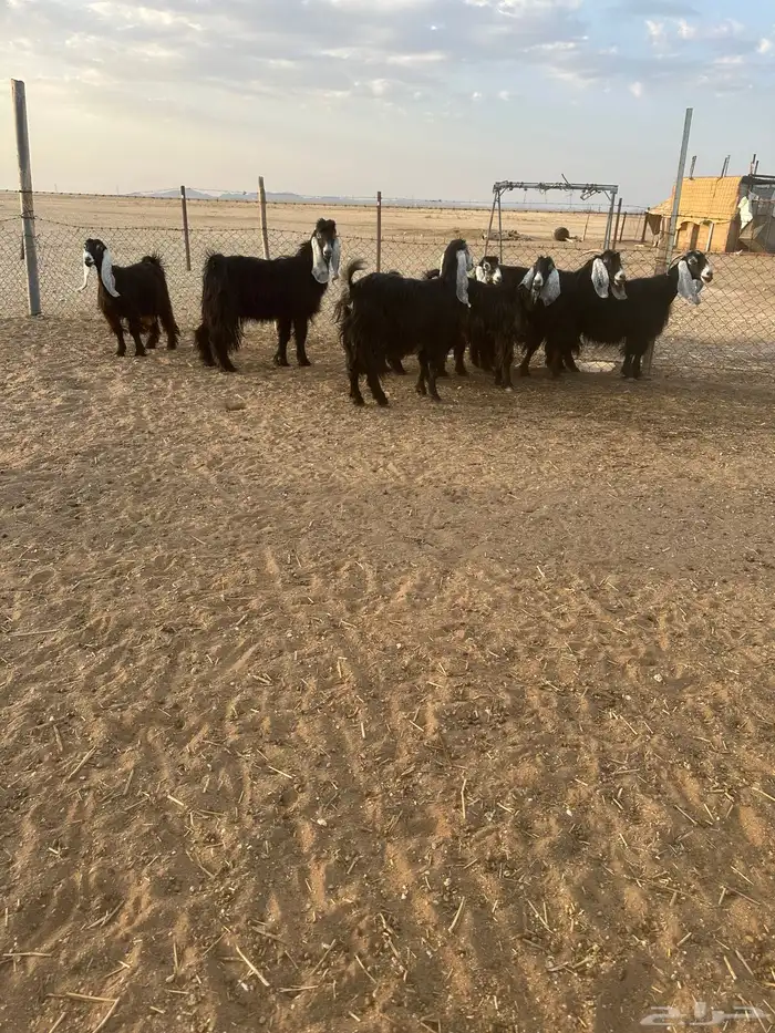 معزا مضاريع 2