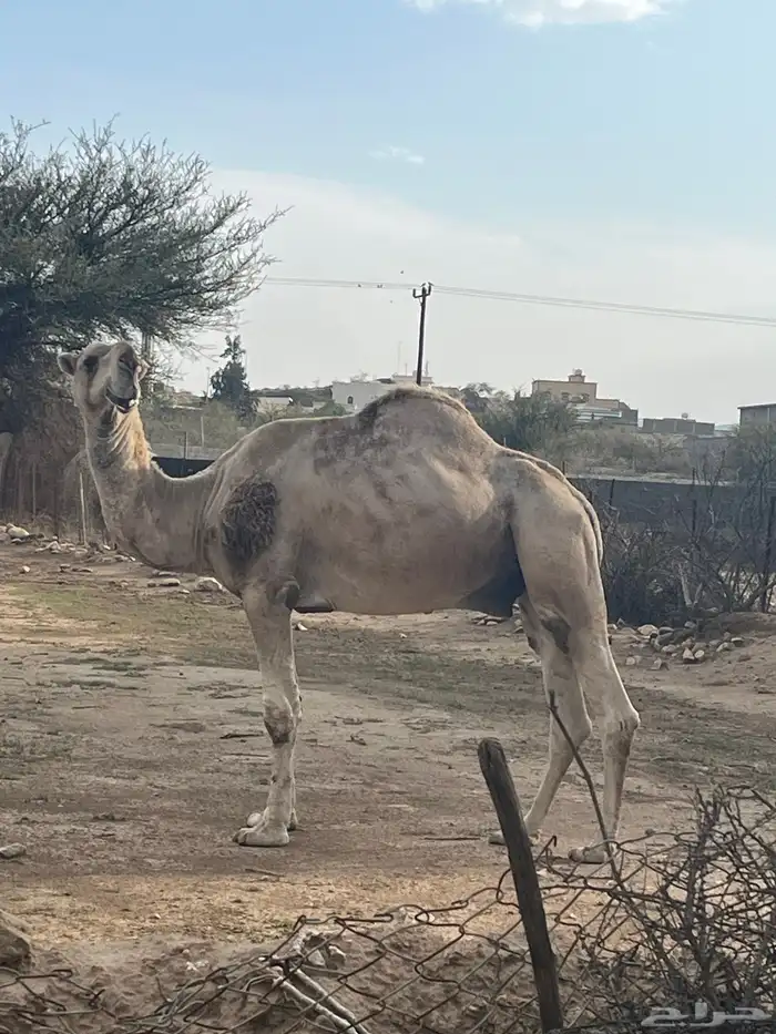 بعير اشقح شمالي هداوه واضراب واعشار شرط 3