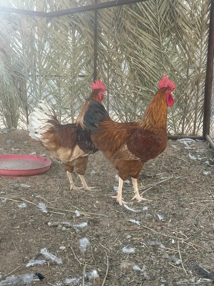 ديك لوهمان براون 2