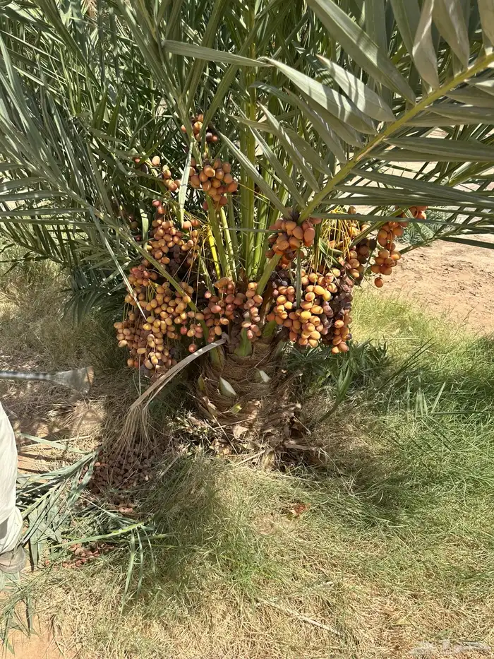 نخيل مثمر أنواع متوفره ومقاسات مختلفه 2
