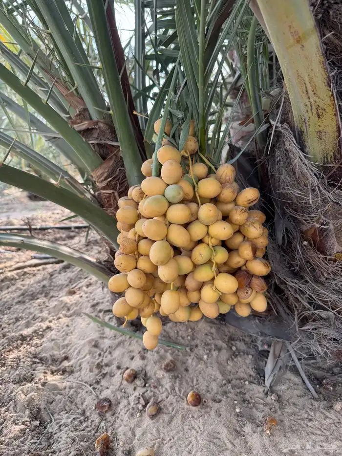 نخيل فسائل هلالي 3