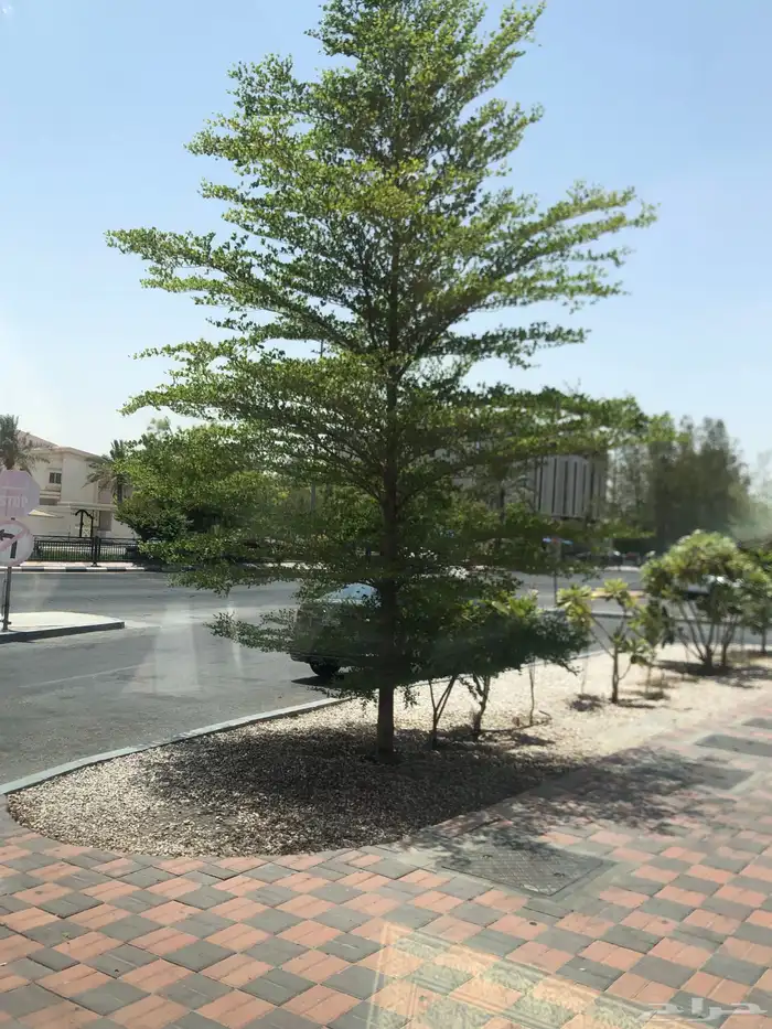 تنسيق الحدائق المنزلية 23