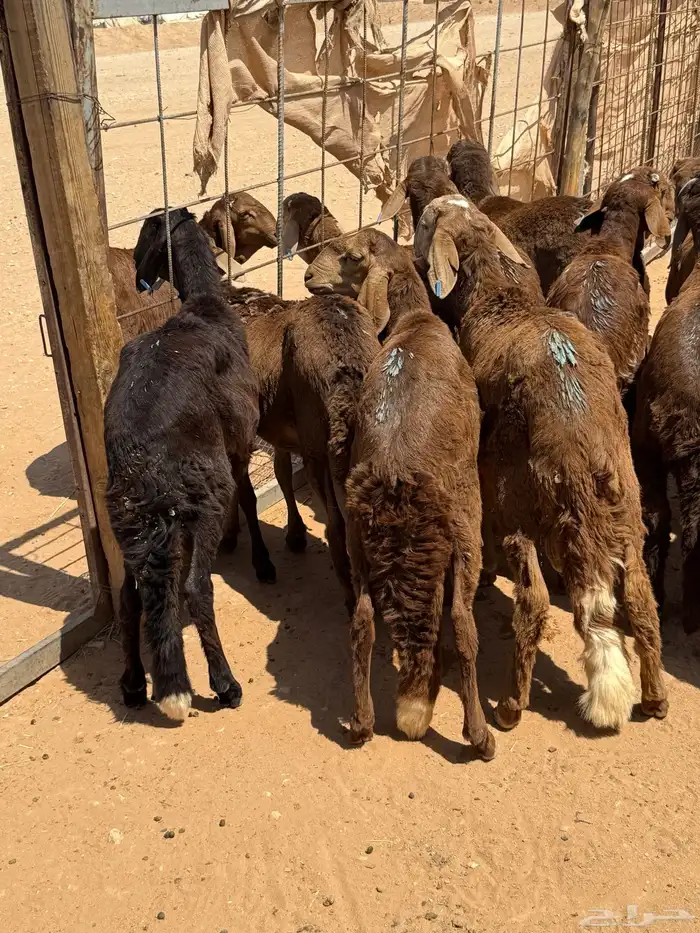 ذبايح مرابي طيبه جذعان من المزرعه 3