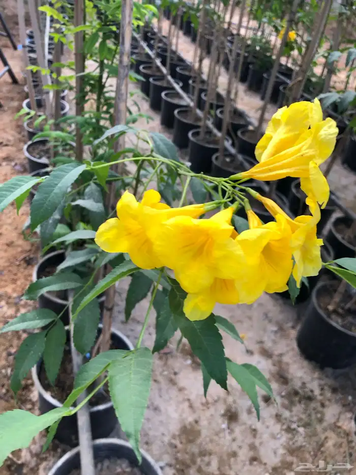 شتلات أكاسيا ورد اصفر وتاكوما وجهنميه الوان وغيرها 0