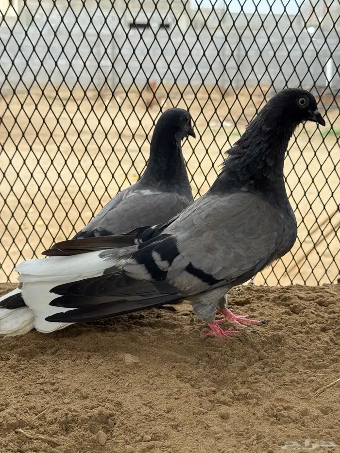 زوج نوري شامي بانتاجه 2