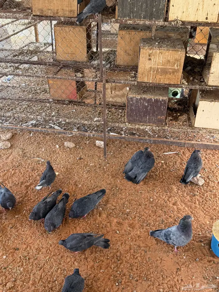 حمام قطيفي قلاب زرق نواهي 0