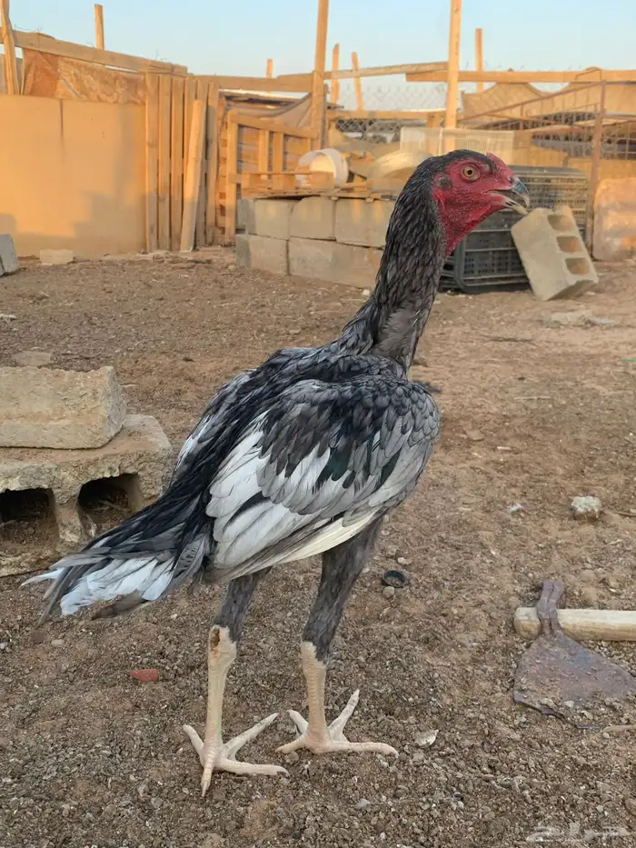 للبي ديكه ثلاث اللون رصاصي 4