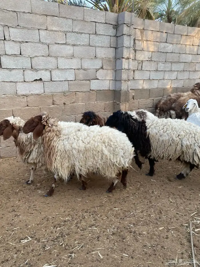 غنم نعيم العدد 19 مع فحلها 1