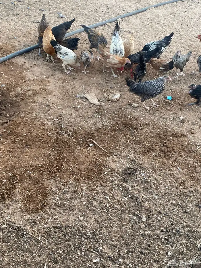 فروخ دجاج 6