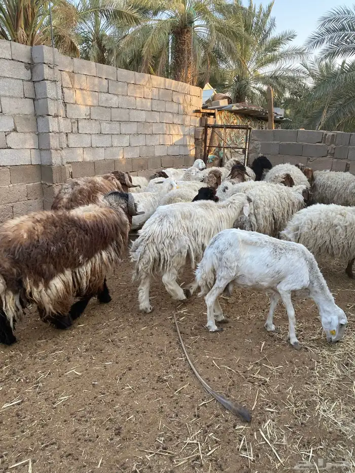 غنم نعيم العدد 19 مع فحلها 4
