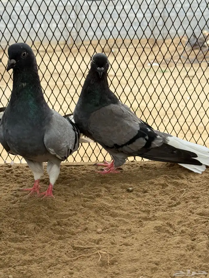 زوج نوري شامي بانتاجه 0