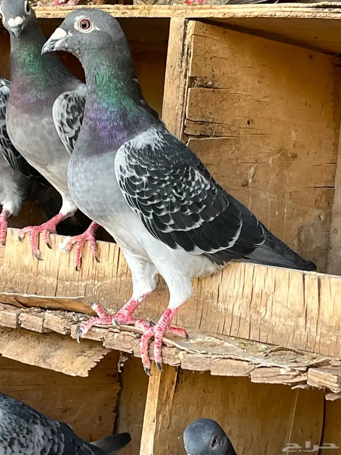 زواجل سباق فاخره 15