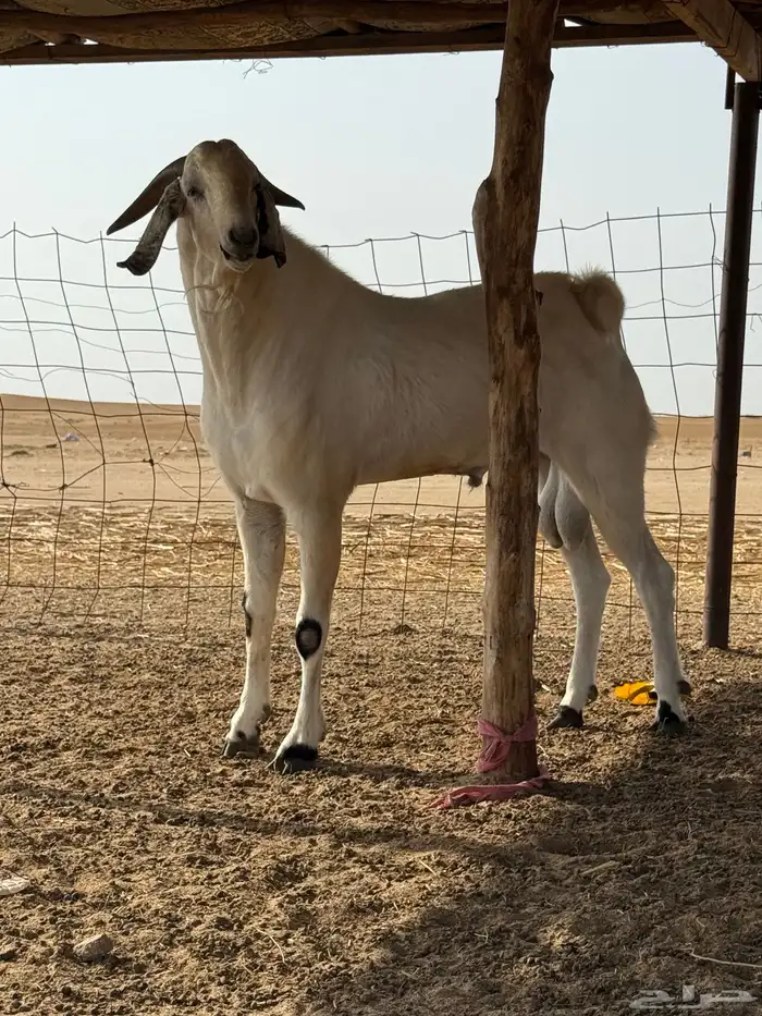 شرق القنفذة 7
