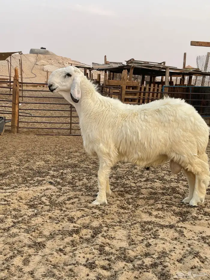 خرفان مشاريع فحول مهجنه 1