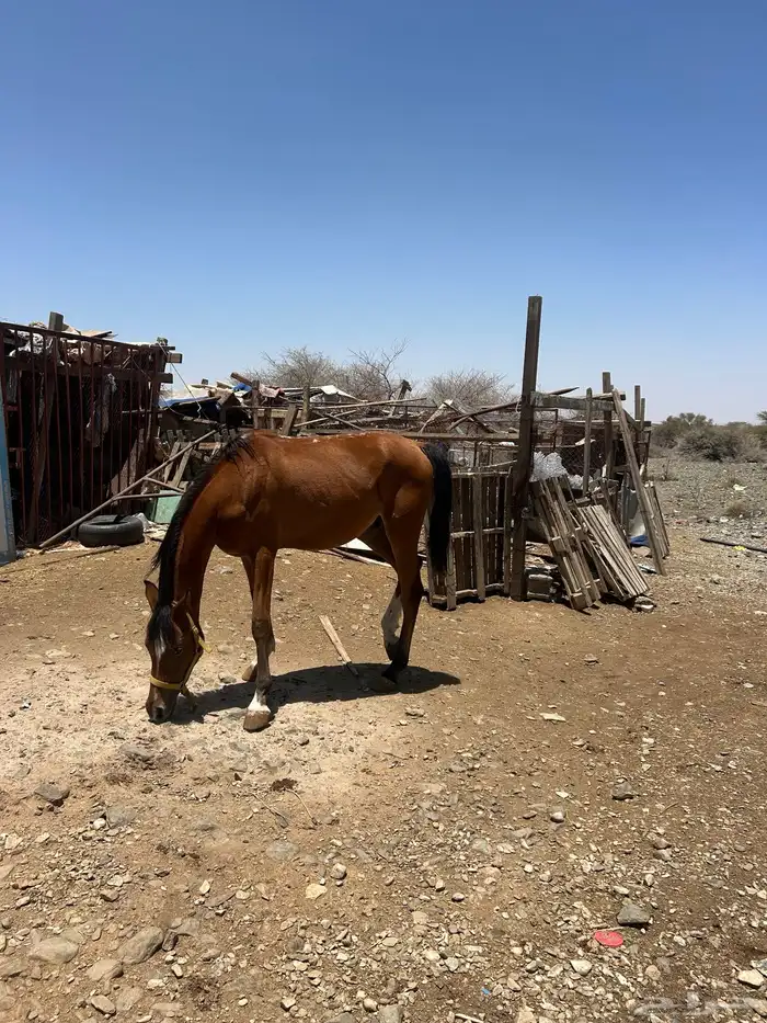 خيل (حصانين وفرس ومهرها) 0