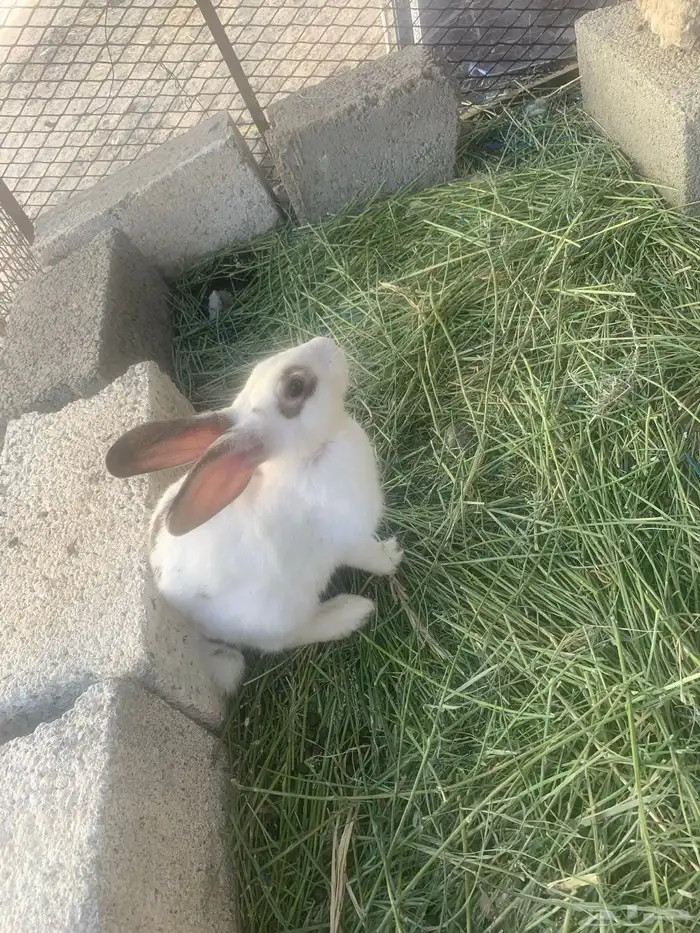 ارانب للبيع 1