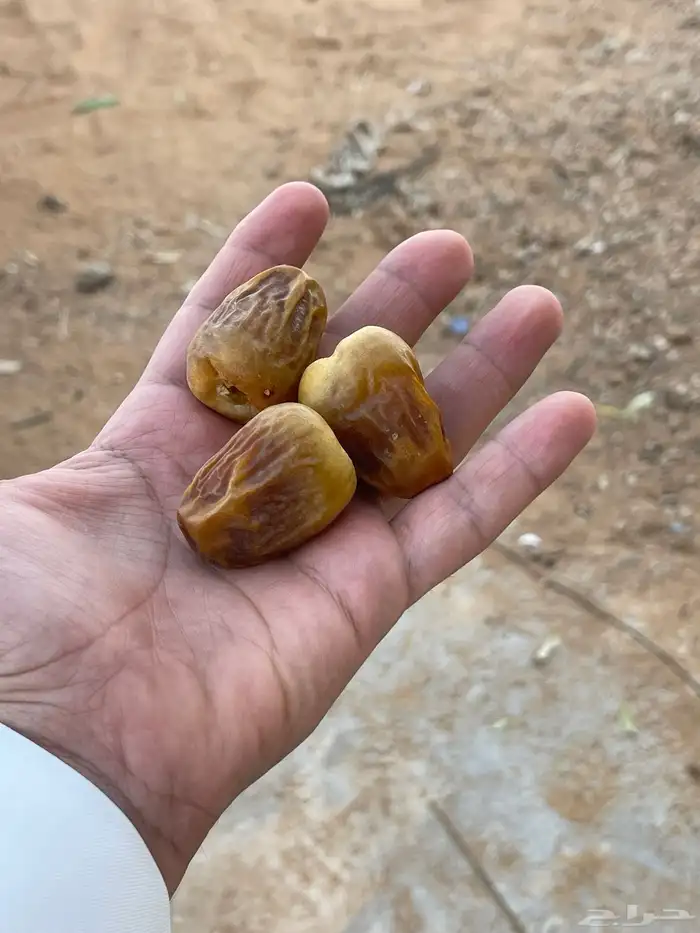 تمر سكري وحلوه ومكتومي 2