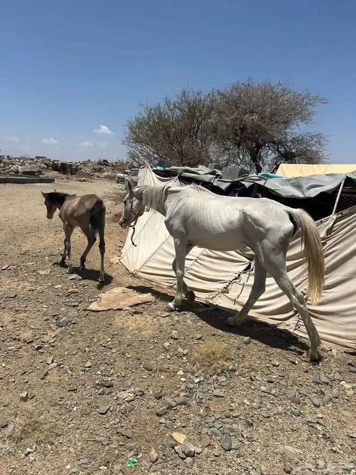 خيل (حصانين وفرس ومهرها) 4