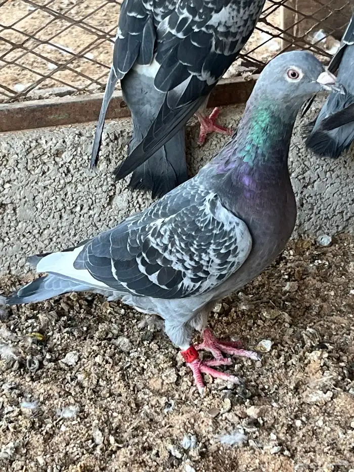 زواجل سباق فاخره 13