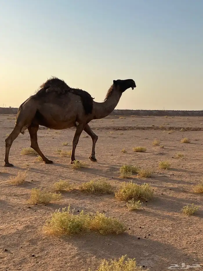 ناقه لقحه صفراء 0