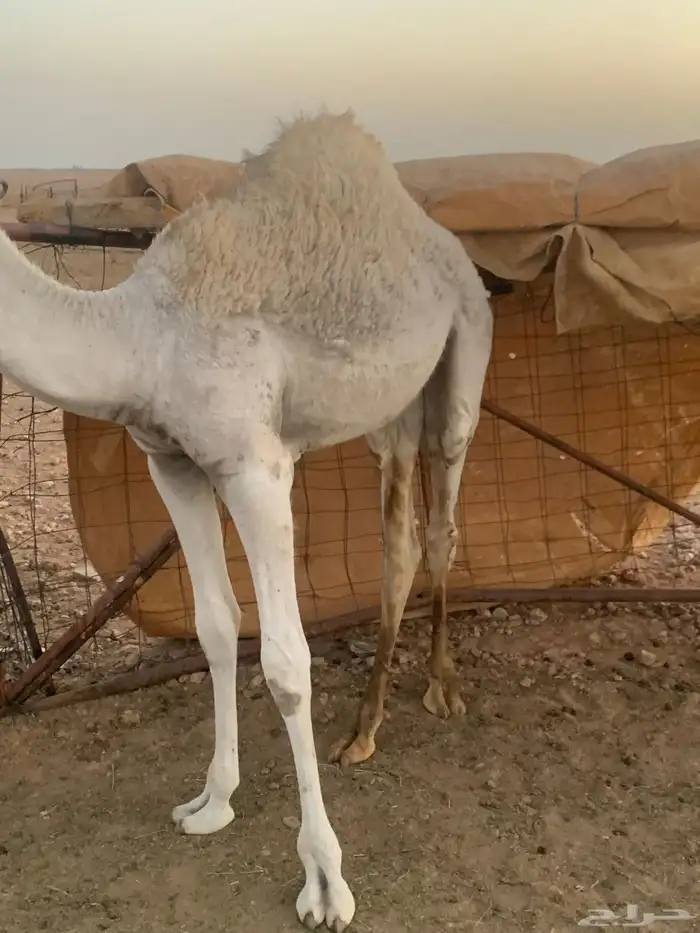 حاشي زبدة علي حليب امه 2