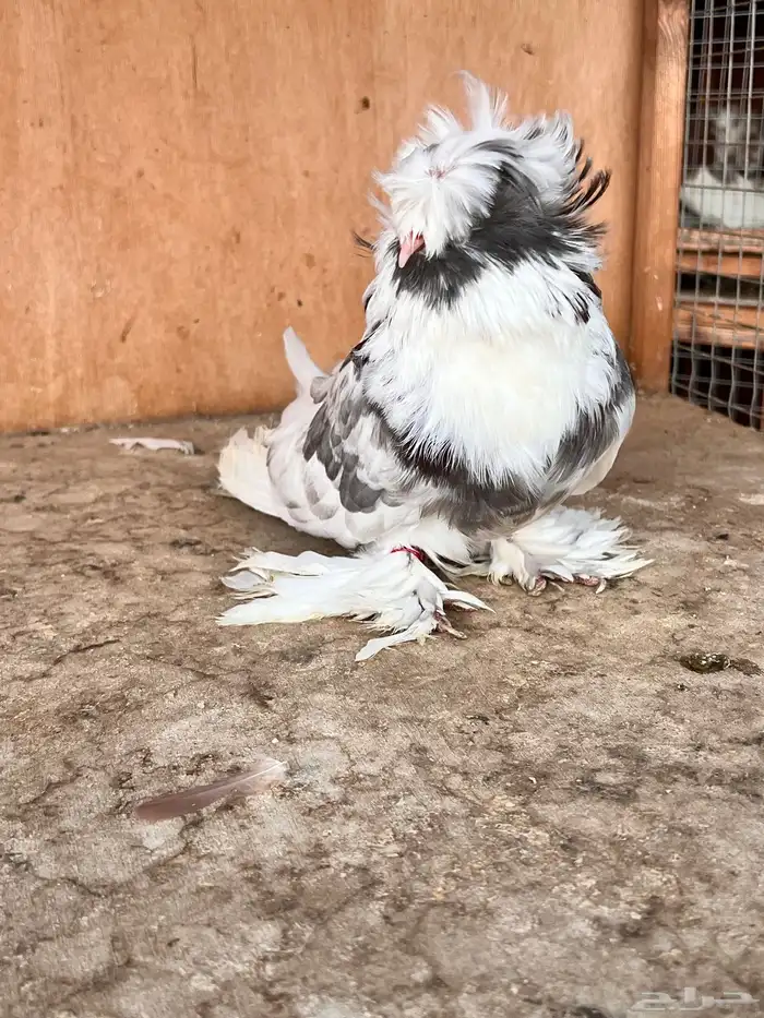 طبة بخارة 13