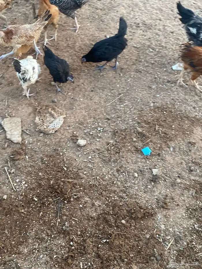 فروخ دجاج 1