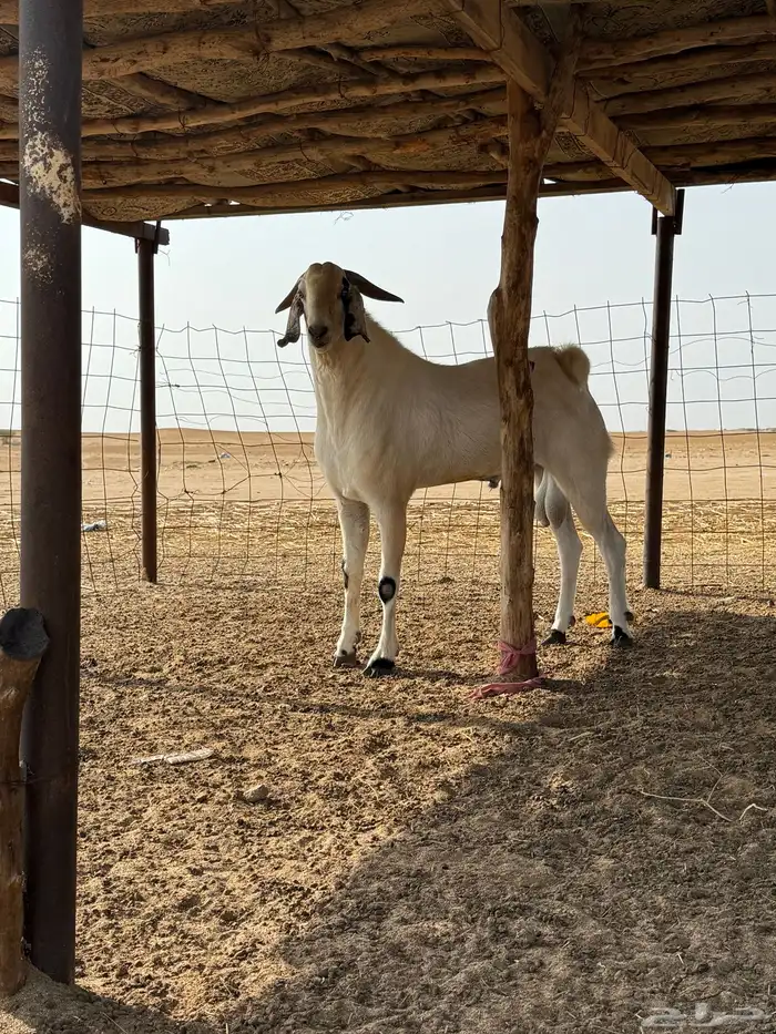 شرق القنفذة 9