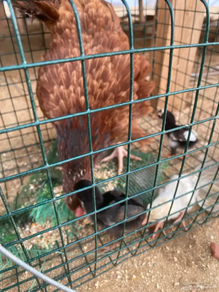 دجاجه بلديه مفرخه 4