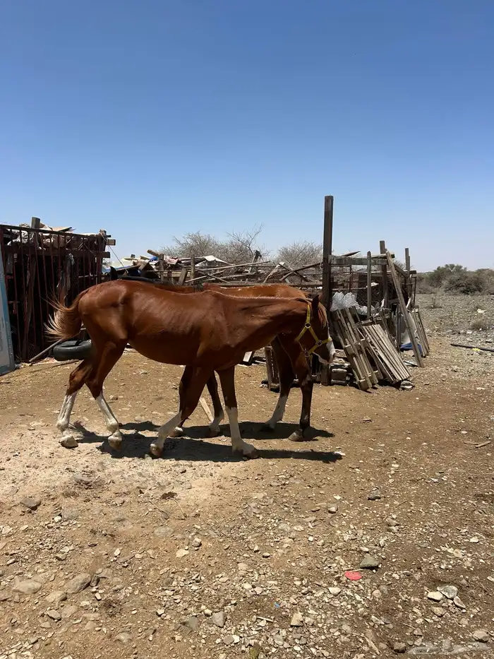 خيل (حصانين وفرس ومهرها) 1