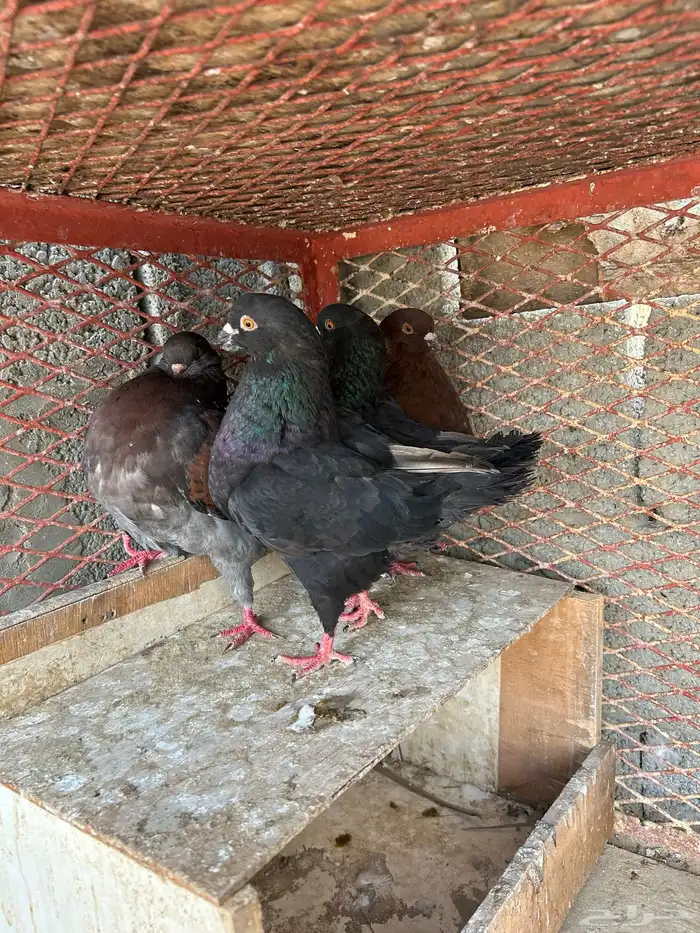 حمام كنق مدينا 3