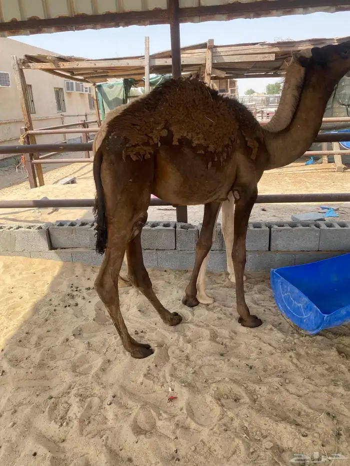 قعدان 3