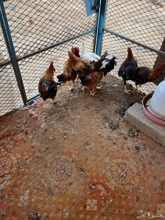 للبيع ديكه بلديه 10