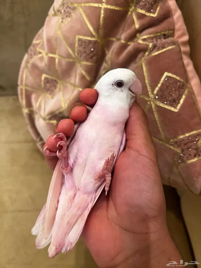 روز اليف لون وردي 4